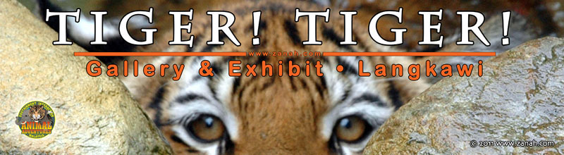 Tiger! Tiger! Gallery & Exhibit